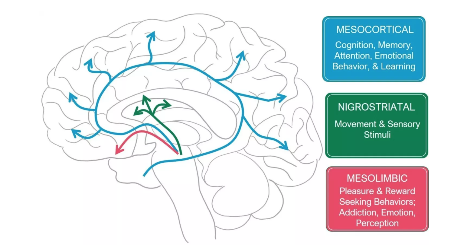 Can We Blame Limerence On Our Limerent Objects? – NeuroSparkle